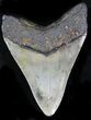 Bargain Megalodon Tooth - North Carolina #22961-2